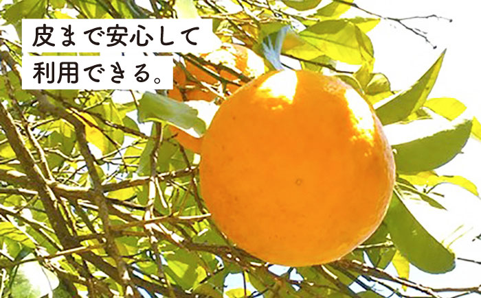 【先行受付】甘夏 3kg 【2026年3月下旬以降順次発送】【栽培期間中農薬・化学肥料不使用】 糸島市 / 大石ファーム [ATE043]