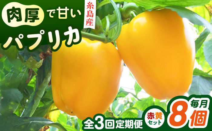 【全3回定期便】肉厚 パプリカ 8個 福岡県 糸島市 / シーブ 野菜 やさい [AHC063]
