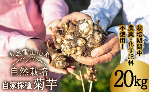 【先行予約】 糸島産 菊芋 20kg 自然栽培 【2024年11月以降順次発送】 糸島市 / 大石ファーム [ATE010]