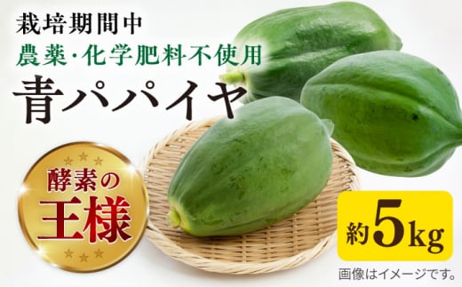 糸島産 青パパイヤ 約5kg 糸島市 / 食と健康のブリッジベース 野菜 タイ料理 [ANN001]