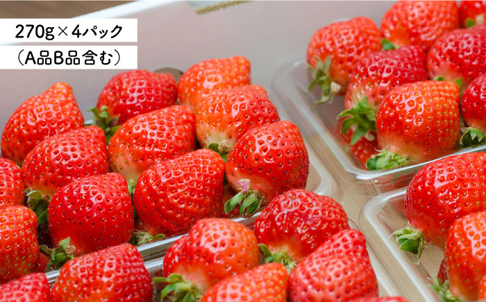 【全3回定期便】糸島 あまおう 270g×4パック 【2025年1月〜3月にて順次発送】 (A品B品含むS〜5L) 糸島市 / 磯本農園 / TANNAL イチゴ/いちご [ATB011]