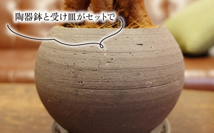 幸せを呼ぶ木『ガジュマル』　エッジボールポット 糸島市 / cocoha / 観葉植物 グリーン 緑 インテリア [AWB038] 観葉植物 緑 グリーン 暮らし インテリア 植物 鉢 おしゃれ 室内 ギフト