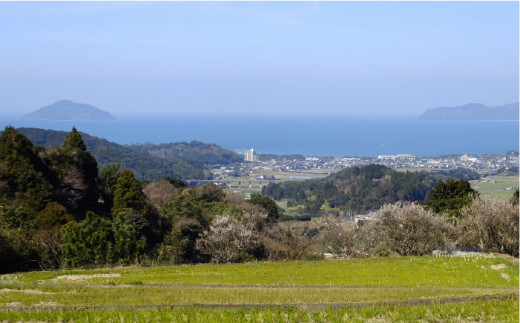 農薬 使わない 栽培！糸島産 夢つくし 5kg 玄米 分搗き 対応《糸島》【二丈赤米産直センター】[ABB025] 米 ゆめつくし