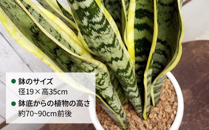 マイナスイオン発生 サンセベリア・ローレンチー大 スリムポットL 糸島市 / cocoha 観葉植物 グリーン 緑 インテリア [AWB040] 観葉植物 緑 グリーン 暮らし インテリア 植物 鉢 おしゃれ 室内 ギフト