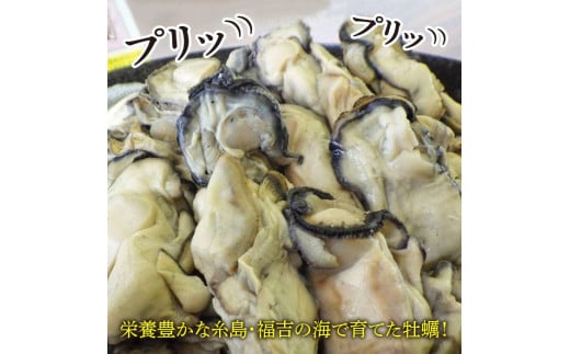 糸島福吉産 蒸し牡蠣 1kg（250g×4P）福岡県 糸島市 / かきの阿部 飛龍丸 [AZB005]