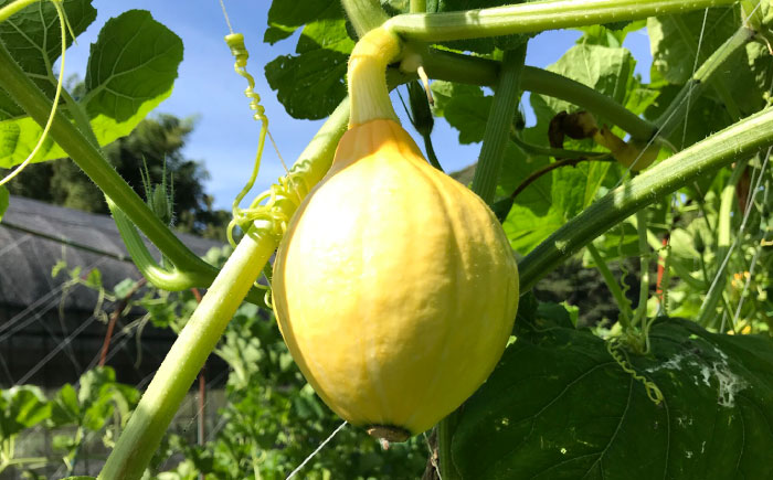 カボチャ 1kg 冷凍 カット済み 旬の時期に急速冷凍 【福岡県糸島産】 糸島市 / オーガニックナガミツファーム 野菜 南瓜 かぼちゃ [AGE051]