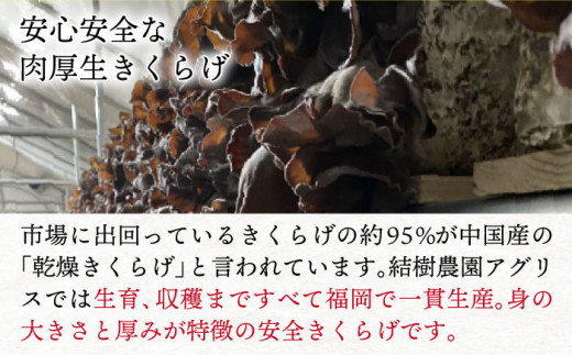 結樹農園 アグリス めんたい きくらげ 300g×3P 《糸島》【結樹農園アグリス】きくらげ/国産/明太/明太子 [AAJ002]