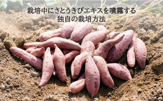 栽培期間中農薬不使用 さつまいも 5kg セット(安納芋・ふくむらさき) 糸島市 / 山北農園 [ACH001]