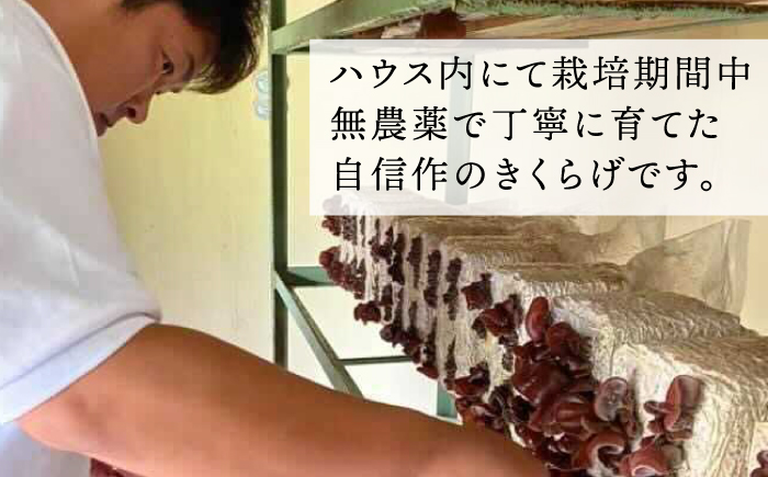 【全3回定期便】結樹農園 アグリス めんたい きくらげ 300g 《糸島》【結樹農園アグリス】きくらげ/国産/明太/明太子 [AAJ005]
