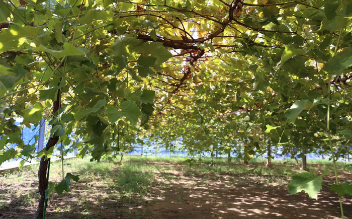 【先行受付】【糖度18度以上】 糸島産 シャインマスカット 2kg 【2026年8月中旬より順次発送】糸島市 / 和饗エコファーム フルーツ 果物 [AVI007]