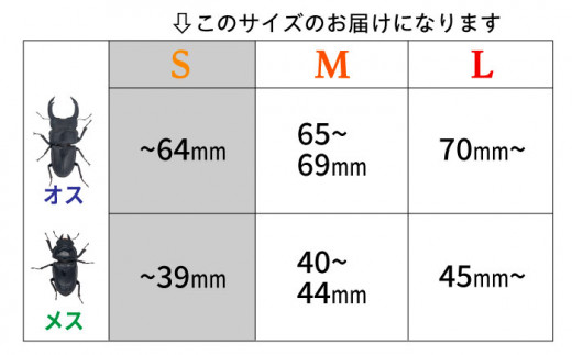 オオクワガタ ペア (Sサイズ)　糸島市 / 糸島クワガタの森 昆虫 ペット [AUN002]