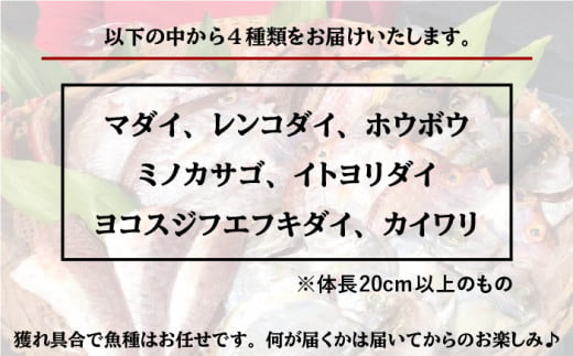 干物 セット 4点 （ 1匹 20cm 以上 ） マダイ 《糸島》【徳栄丸】 [APD006]