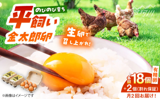 ＼月2回発送／【TVで紹介！】【鮮度ＡＡ級の世界最高ランク！】金太郎卵 平飼い たまご 計36個(18個×月2回)＜有限会社フジノ香花園＞那珂川市 卵 たまご 平飼い 新鮮 平飼い卵 国産 玉子 鶏卵 [GAM037]