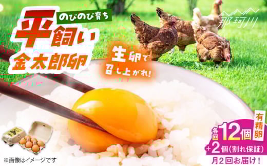 卵 ＼月2回発送／【TVで紹介！】【鮮度ＡＡ級の世界最高ランク！】金太郎卵 平飼い たまご 計24個(12個×月2回)＜有限会社フジノ香花園＞那珂川市 卵 たまご 平飼い 新鮮 平飼い卵 国産 玉子 鶏卵 [GAM036]