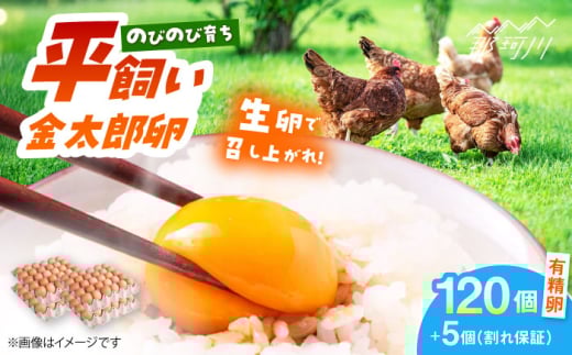 【TVで紹介！】【鮮度ＡＡ級の世界最高ランク！】金太郎卵 平飼い たまご まとめ買い120個（箱でお届け）＜有限会社フジノ香花園＞那珂川市 平飼い たまご 大容量 こだわり 餌 平飼い 新鮮 朝食 九州産 鶏卵 地鶏 生卵 玉子 ギフト 濃厚 贈り物 ギフト 割れ保証付き[GAM031]