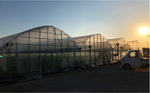 『自然環境農法』で育てた福岡県産 冷凍あまおう 4kg＜おおきべりー株式会社＞那珂川市 フルーツ 果物 イチゴ 苺 あまおう いちご [GZE006]