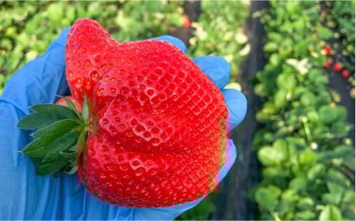 『自然環境農法』で育てた福岡県産 冷凍あまおう 2kg＜おおきべりー株式会社＞那珂川市 フルーツ 果物 イチゴ 苺 あまおう いちご [GZE005]