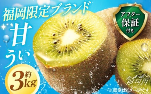 【先行予約】【2025年11月より順次発送】 希少 キウイ 福岡フルーツ王国 大人気 甘うぃ 約3kg ( 約20～28個 ) ＜一般社団法人地域商社ふるさぽ＞ フルーツ 福岡県 オリジナル品種 新種 甘い 直送 キウィ 果物 くだもの 福岡限定品種 新品種 人気の新ブランドキウイフルーツ 新ブランド 国産 国産ブランドキウイ 全国1位 [GBX007]