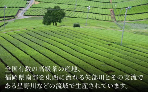 【全6回定期便】八女茶6袋（600g）セット＜お茶の星陽園 ＞那珂川市 緑茶 お茶 八女茶 [GAD006]