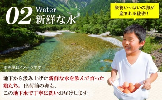 【全12回定期便】【TVで紹介！】 金太郎卵 平飼い 卵 30個（6個×5P）＜有限会社 フジノ香花園＞那珂川市 定期便 12ヶ月 有精卵 平飼い卵 たまご 新鮮 たまご 卵 玉子 タマゴ 鶏卵 オムレツ 卵かけご飯 朝食 料理 人気 卵焼き 平飼い 平飼 定期便 [GAM019]