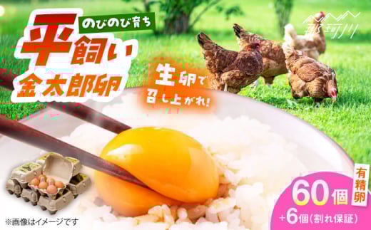 卵 平飼いたまご 金太郎卵 60個（6個?10P）＜有限会社 フジノ香花園＞那珂川市 卵 国産 鶏卵 玉子 タマゴ 卵 おすすめ 卵黄 人気 ランキング 九州 福岡 [GAM004]