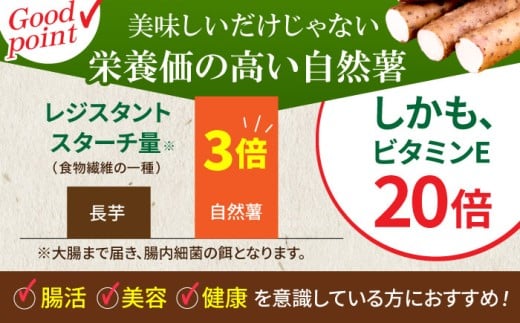 【味付け不要！本格自然薯とろろ】自然薯 とろろ 味くらべセット 計9個（3種類×3個）＜自然薯王国＞那珂川市 自然薯とろろ とろろ 自然薯 [GAH003]