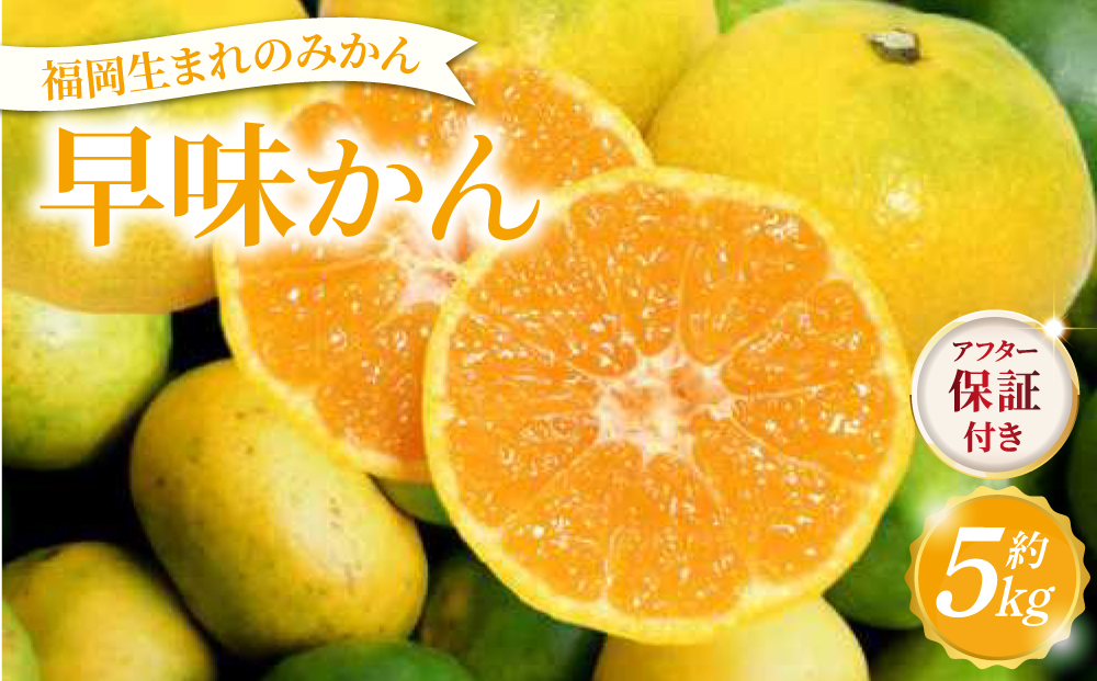 【産地直送】福岡県オリジナル品種 みかん 早味かん 約5kg（2026年9月以降発送）