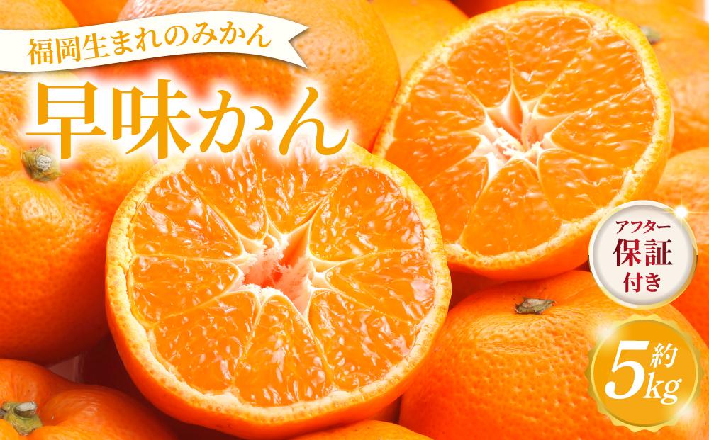 【産地直送！】福岡県オリジナル品種 みかん 早味かん（2026年9月以降発送）