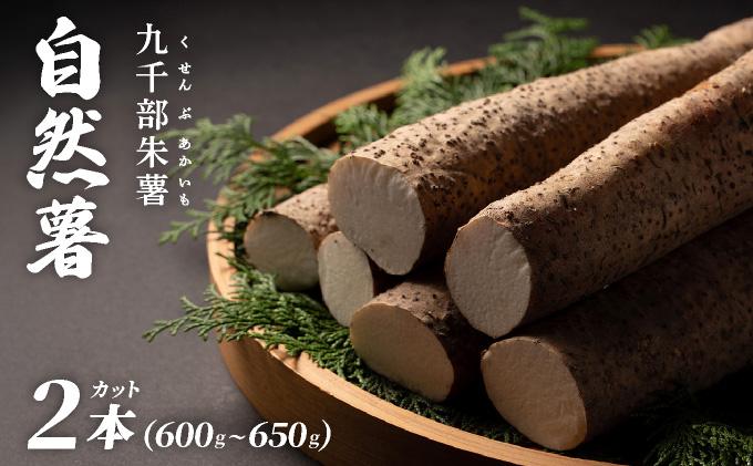 【先行予約】自然薯「九千部朱薯」600g～650g（2本）