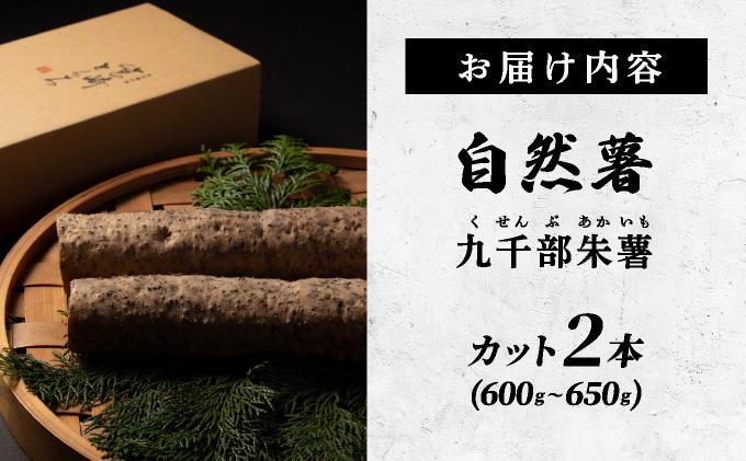 【先行予約】自然薯「九千部朱薯」600g～650g（2本）