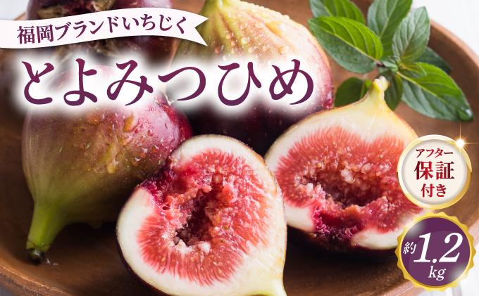 【先行予約】福岡県オリジナル品種 とよみつひめ 約1.2kg（2026年9月以降発送）