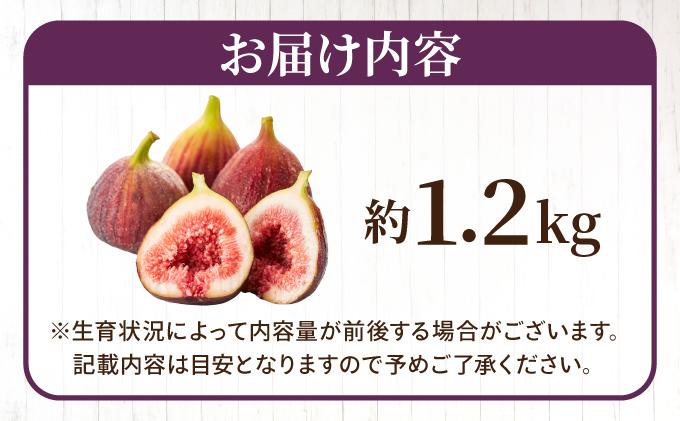 【先行予約】福岡県オリジナル品種 とよみつひめ 約1.2kg（2026年9月以降発送）