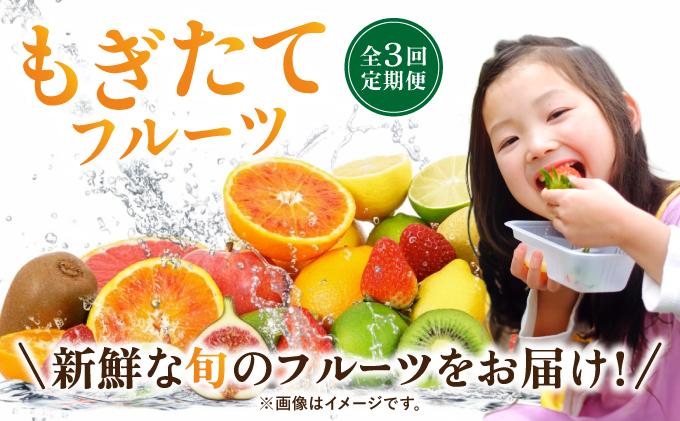 ＜定期便・全3回＞九州・福岡もぎたて フルーツ定期便 B