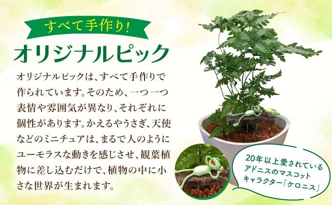 譽ョ縺ョ荳ュ縺ョ繧ア繝ュ繝九せ縺ィ蟆城ウ・縲舌ヵ繝ゥ繝ッ繝シ繝繧カ繧、繝ウ 繧「繝峨ル繧ケ縲