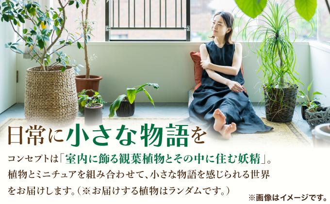 譽ョ縺ョ荳ュ縺ョ繧ア繝ュ繝九せ縺ィ蟆城ウ・縲舌ヵ繝ゥ繝ッ繝シ繝繧カ繧、繝ウ 繧「繝峨ル繧ケ縲