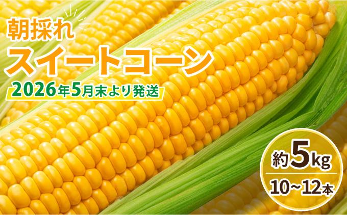【先行予約】朝採れ スイートコーン 約5kg（10～12本入り）2026年5月末より発送