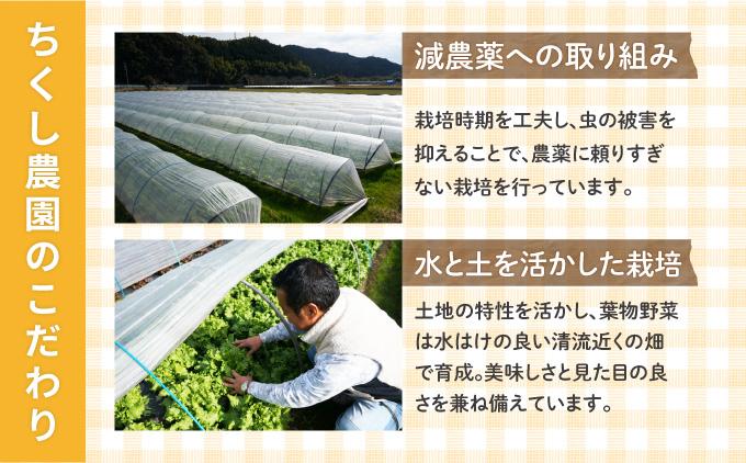 【先行予約】朝採れ スイートコーン 約5kg（10～12本入り）2026年5月末より発送