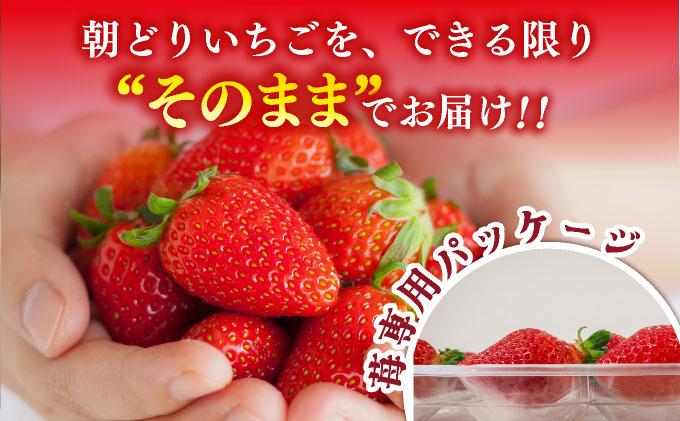 【先行予約】農家直送 朝採り新鮮いちご 博多あまおう 約540g（約270g×2パック）（2026年2月上旬より発送）