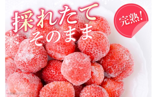 いちご 冷凍 完熟 あまおう 2kg [ストロベリーファーム 福岡県 宇美町 um40azp070000]  【2027年発送先行受付】 イチゴ 苺 フルーツ 冷凍フルーツ 果物 果実 甘い あまい 冷凍いちご 冷凍苺 冷凍イチゴ