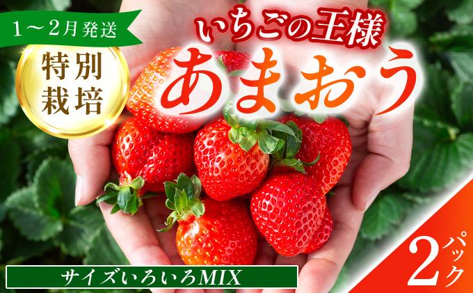 福岡県産 特別栽培 あまおう サイズいろいろMIX 約570g（約285g×2パック）【1～2月発送】　農園直送 アフター保証 先行予約 福岡産 送料無料 ケーキ ギフト お祝い 限定 季節限定 UN005