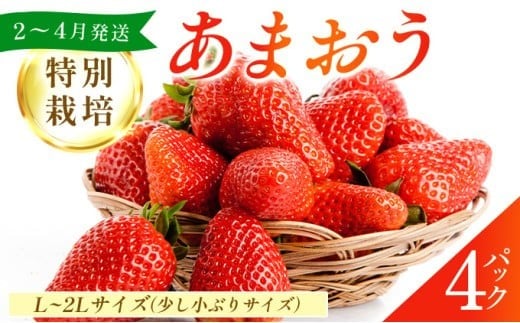 福岡県産 特別栽培 あまおう L~2Lサイズ（少し小ぶりサイズ）約1140g（約285g×4パック）【2～4月発送】 | 農園直送 アフター保証 先行予約 福岡産 送料無料 ケーキ ギフト お祝い 限定 季節限定 UN004