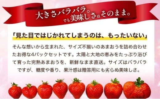 福岡県産 特別栽培 あまおう サイズいろいろMIX 約1140g（約285g×4パック）【3月発送】| 農園直送 アフター保証 先行予約 福岡産 送料無料 ケーキ ギフト お祝い 限定 季節限定 UN002