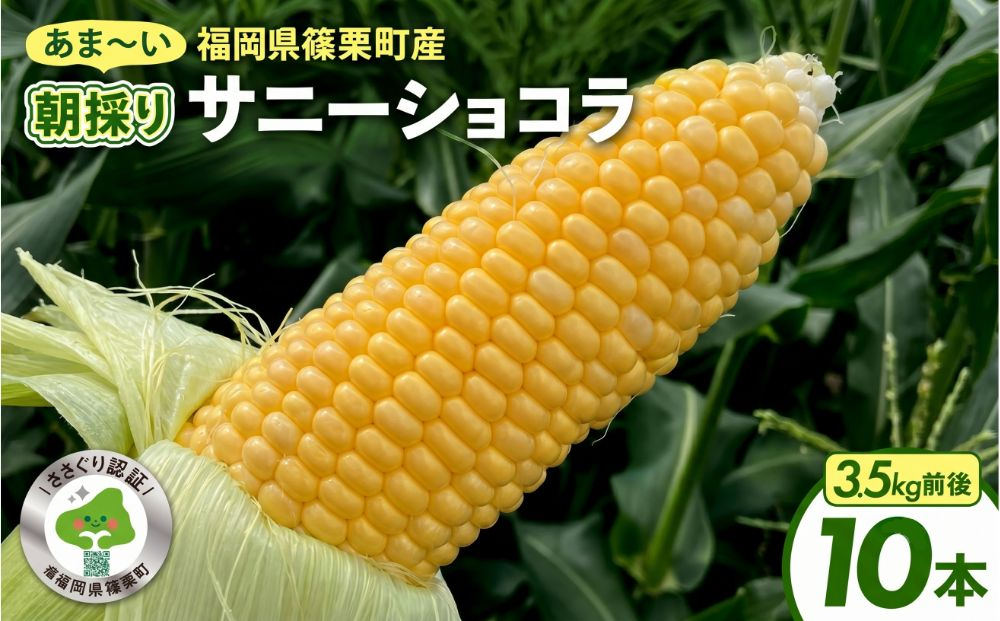 上品な甘さのトウモロコシ「サニーショコラ」(3.5kg前後/10本)　| サニーショコラ トウモロコシ 甘い コーン とうもろこし 野菜 BBQ おやつ