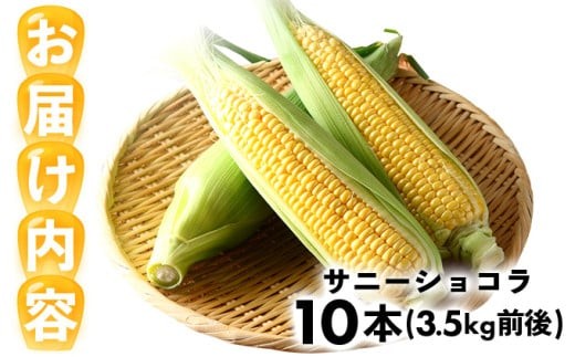 上品な甘さのトウモロコシ「サニーショコラ」(3.5kg前後/10本)　| サニーショコラ トウモロコシ 甘い コーン とうもろこし 野菜 BBQ おやつ