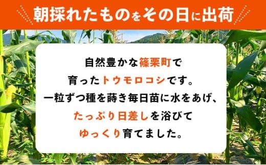 上品な甘さのトウモロコシ「サニーショコラ」(3.5kg前後/10本)　| サニーショコラ トウモロコシ 甘い コーン とうもろこし 野菜 BBQ おやつ