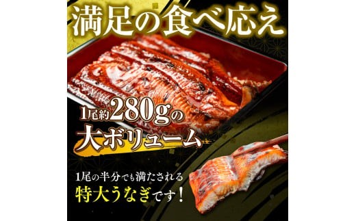 うなぎの蒲焼５尾 タレ付き（４本） YZ004