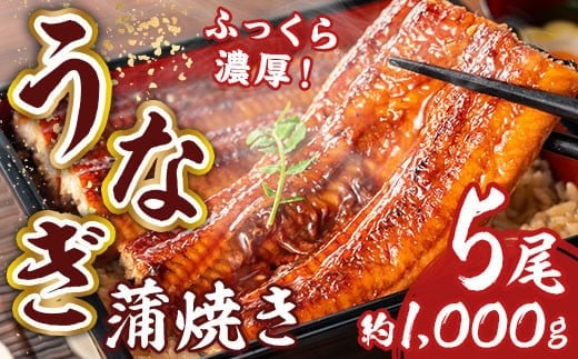 お魚屋さんのうなぎ蒲焼 約1000g（5尾）ウナギ ふっくら肉厚 大容量 RZ001