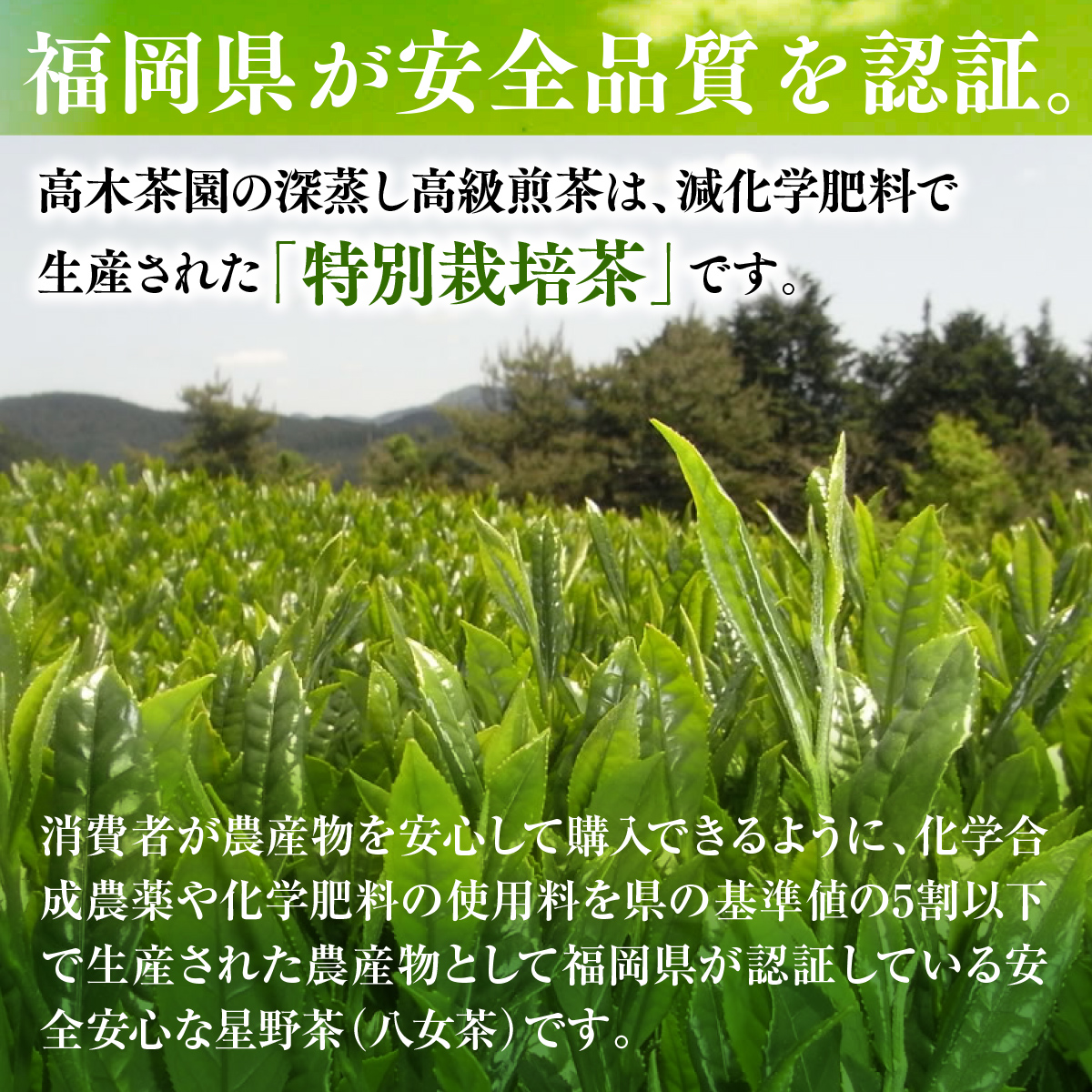 奥八女星野村 深蒸し高級煎茶(深蒸し茶)2袋200g　BX007