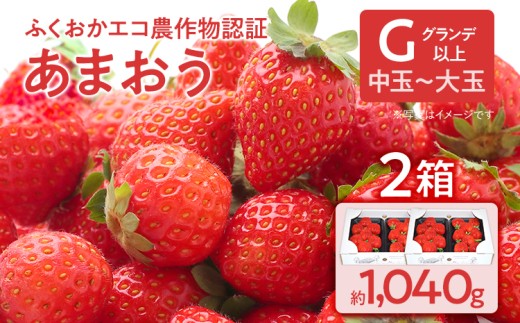 ふくおかエコ農作物認証あまおう G以上 2箱セット あまおう イチゴ 苺 いちご フルーツ 果物 くだもの 福岡県産 お取り寄せグルメ お取り寄せ 福岡 お土産 九州 福岡土産 取り寄せ グルメ 福岡県