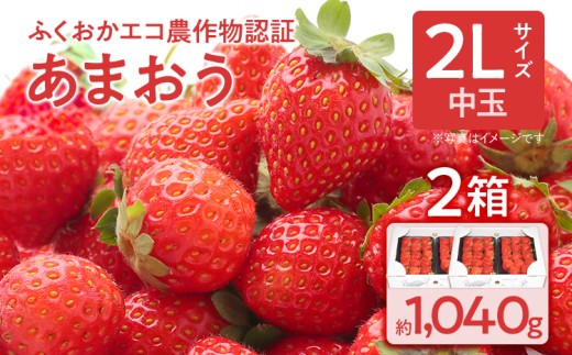 ふくおかエコ農作物認証あまおう 2Lサイズ 2箱セット あまおう イチゴ 苺 いちご フルーツ 果物 くだもの 福岡県産 お取り寄せグルメ お取り寄せ 福岡 お土産 九州 福岡土産 取り寄せ グルメ 福岡県
